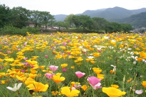 長瀞町 ハナビシソウ園